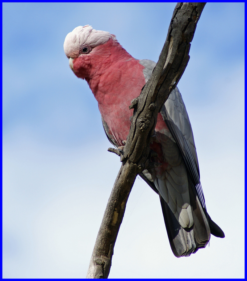 Galah Cockatoo